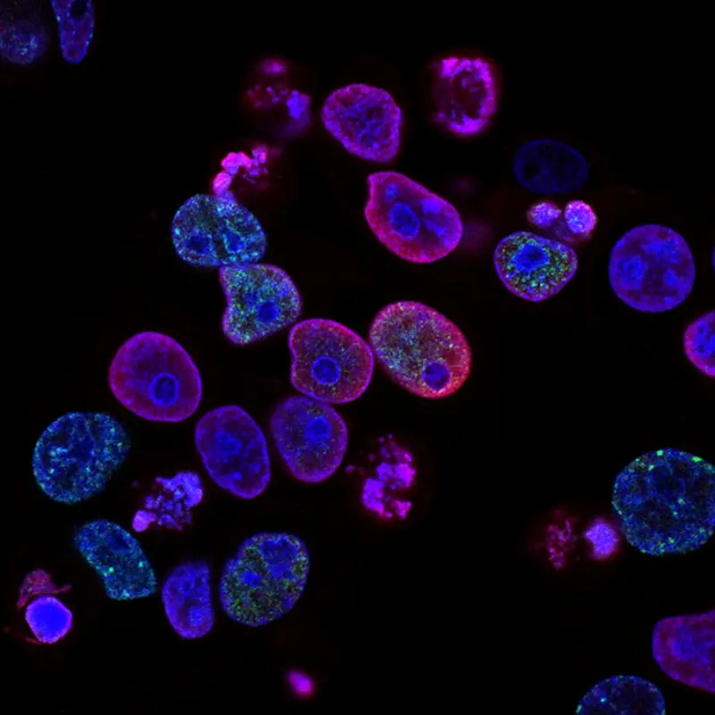 Laboratory microscopy