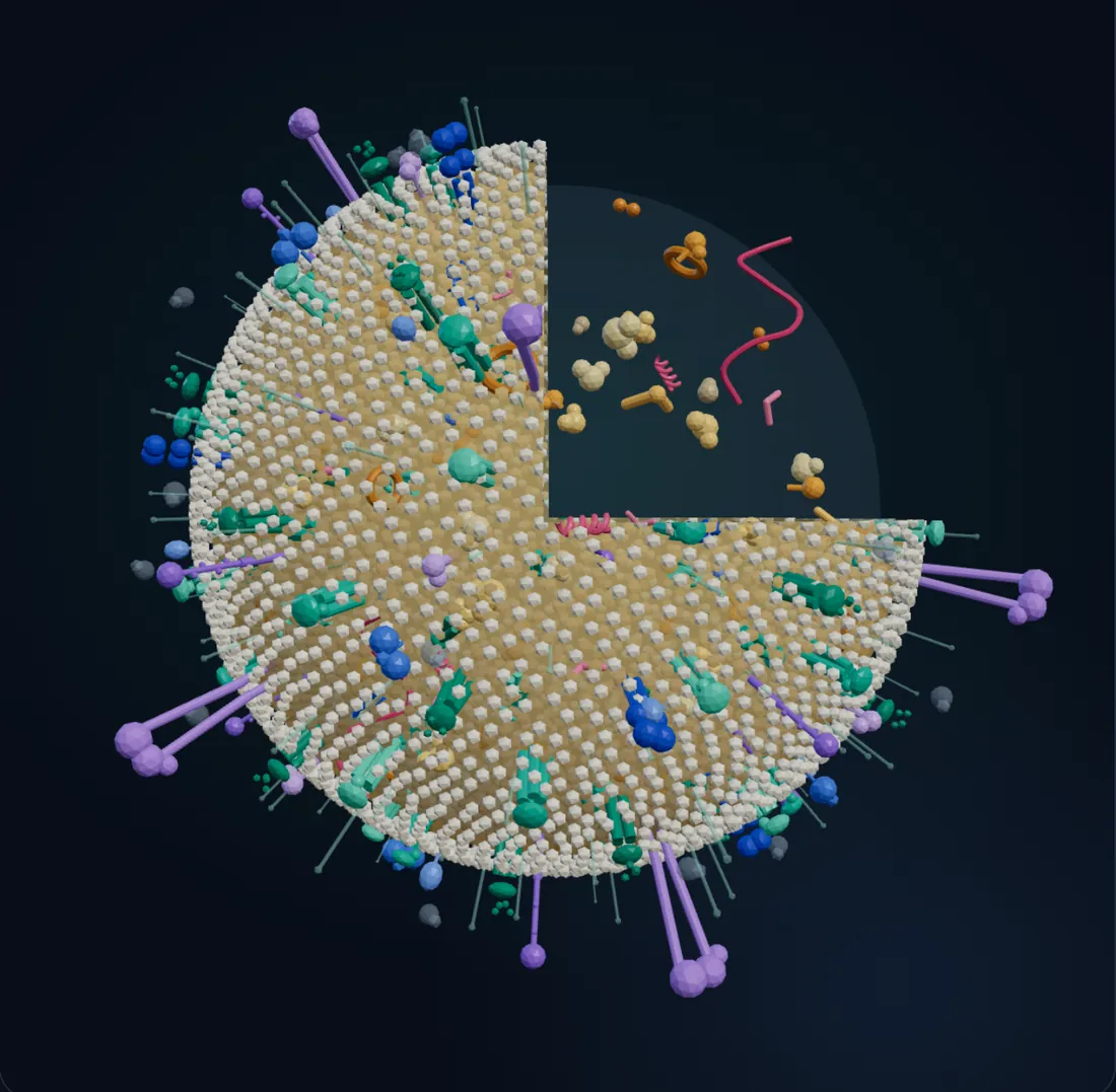 3D cutaway of a human mesenchymal stem cell exosome showing its lipid membrane, surface proteins and internal RNA and protein cargo